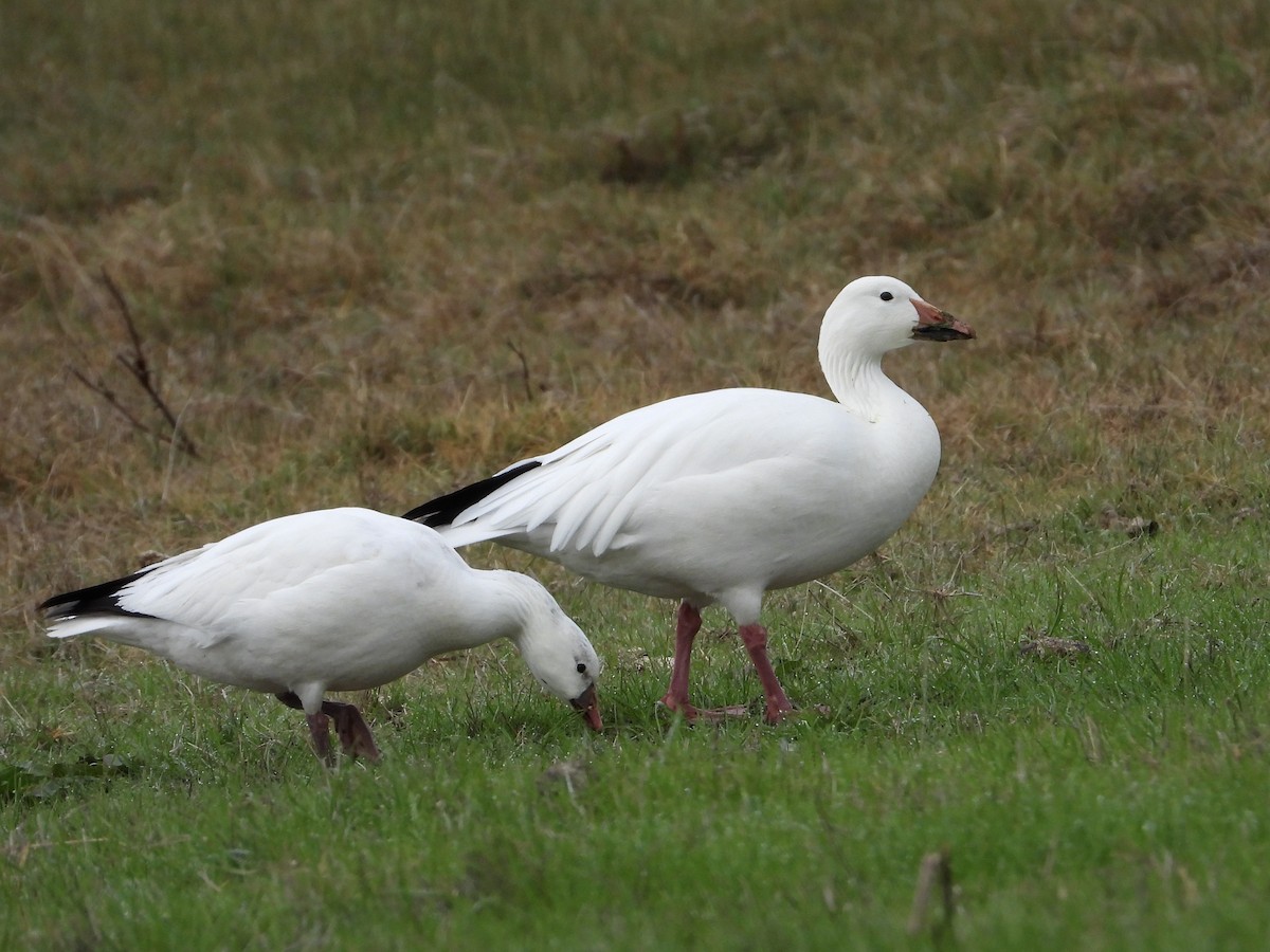 husa sněžní - ML647318418