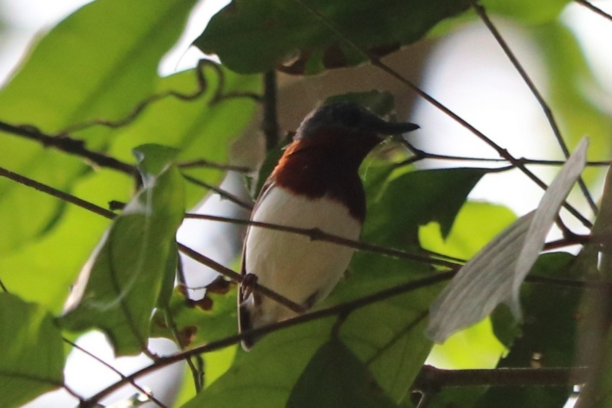Orange-breasted Forest Robin - ML647318423
