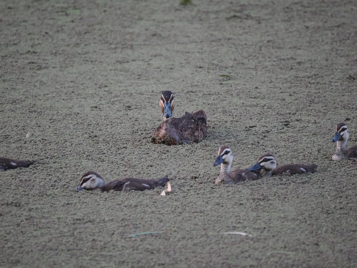 Augenbrauenente - ML647318427