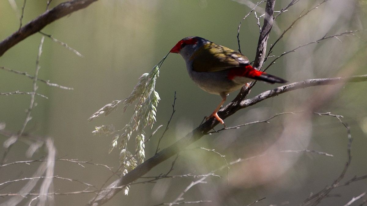 Red-browed Firetail - ML647318428