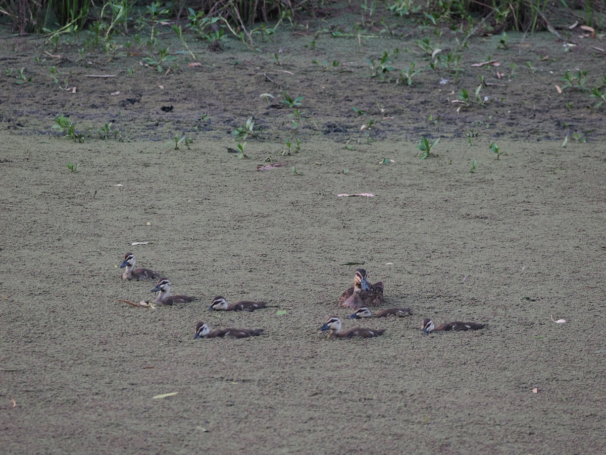 Augenbrauenente - ML647318429