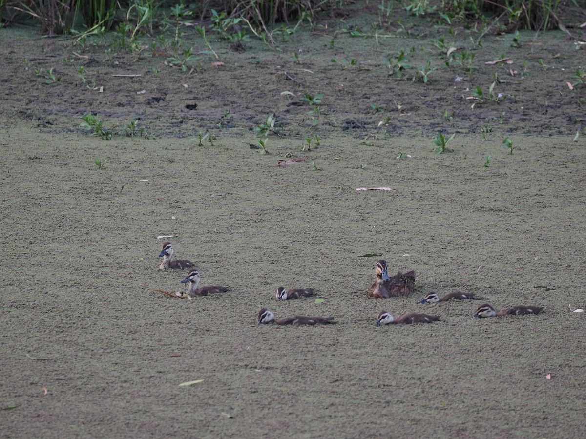 Augenbrauenente - ML647318430