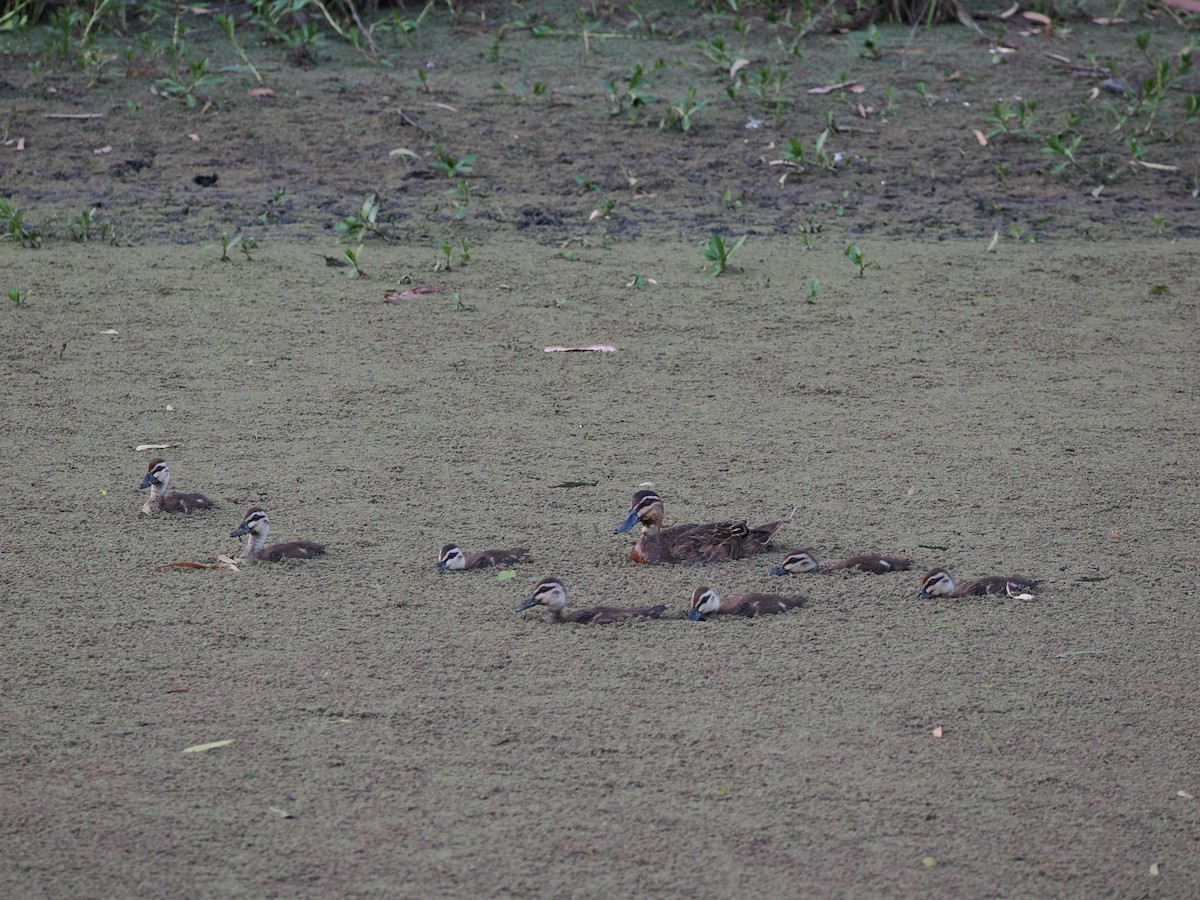 Augenbrauenente - ML647318431