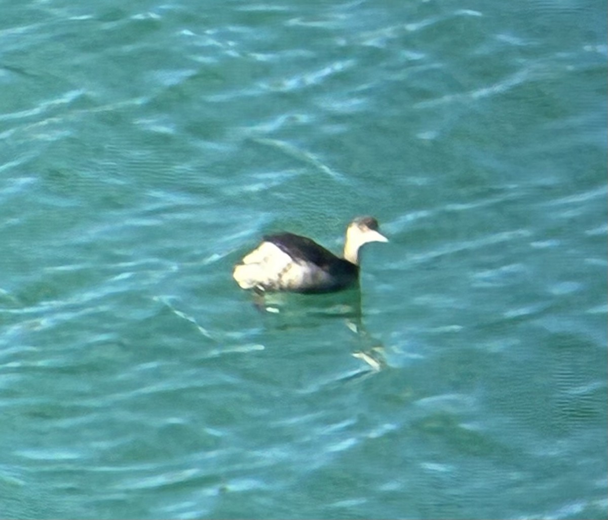 Eared Grebe - ML647318432