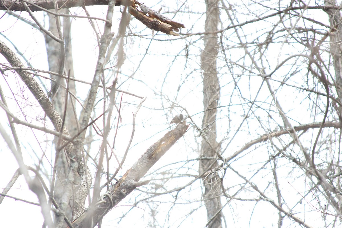 Carolina Chickadee - ML647318445