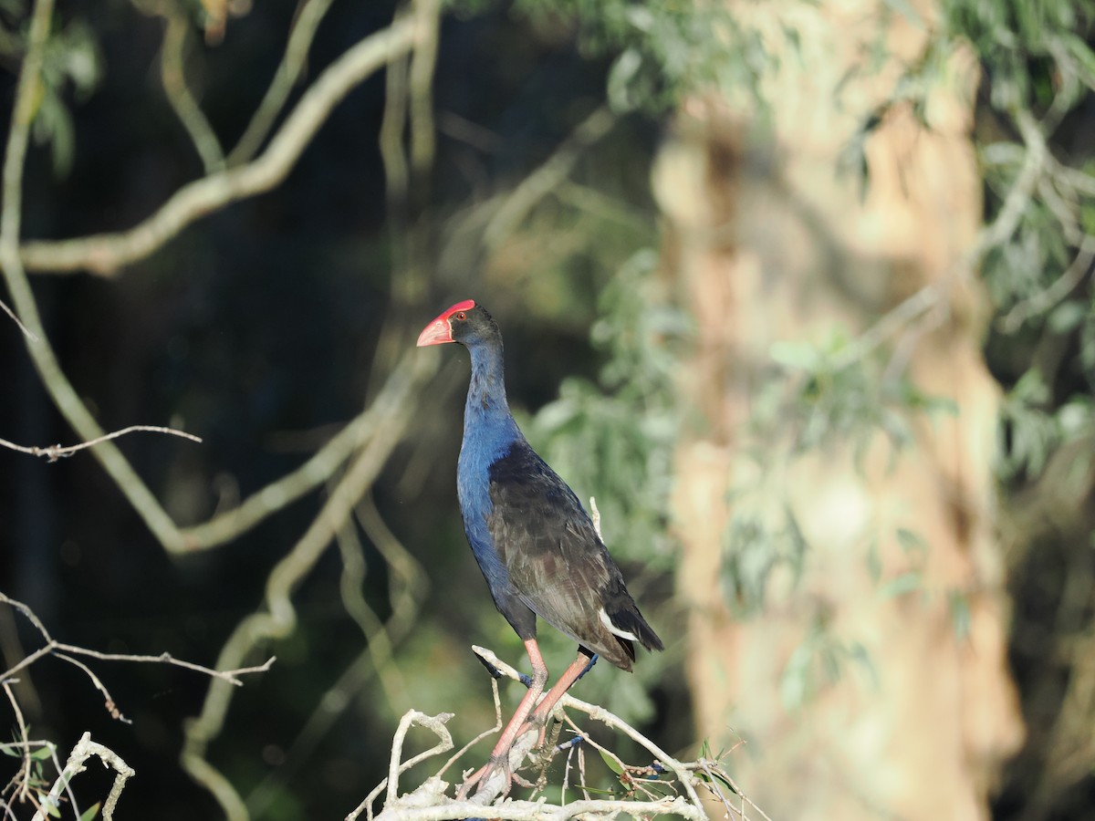 Australpurpurhuhn - ML647318451