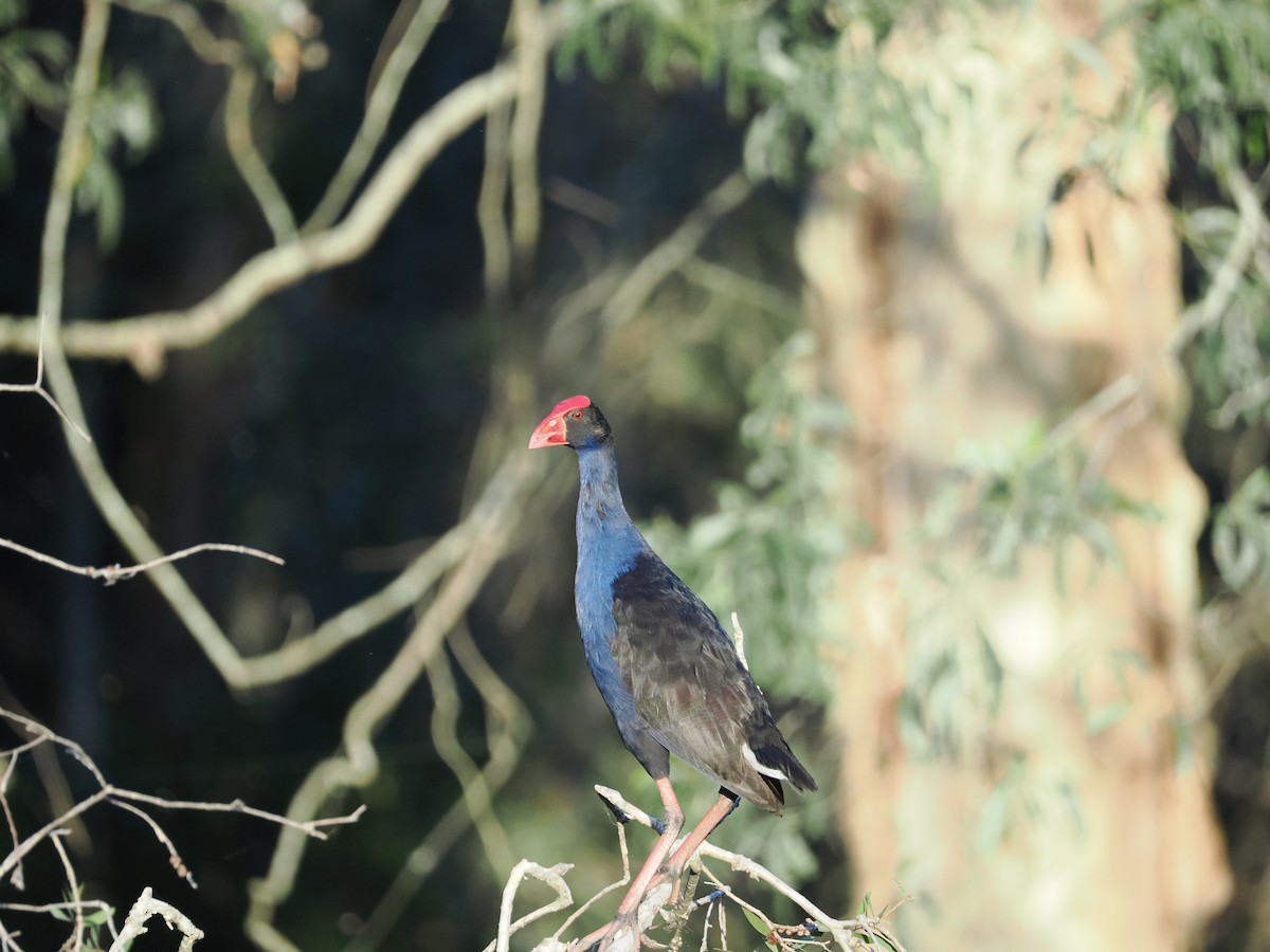 Australpurpurhuhn - ML647318452