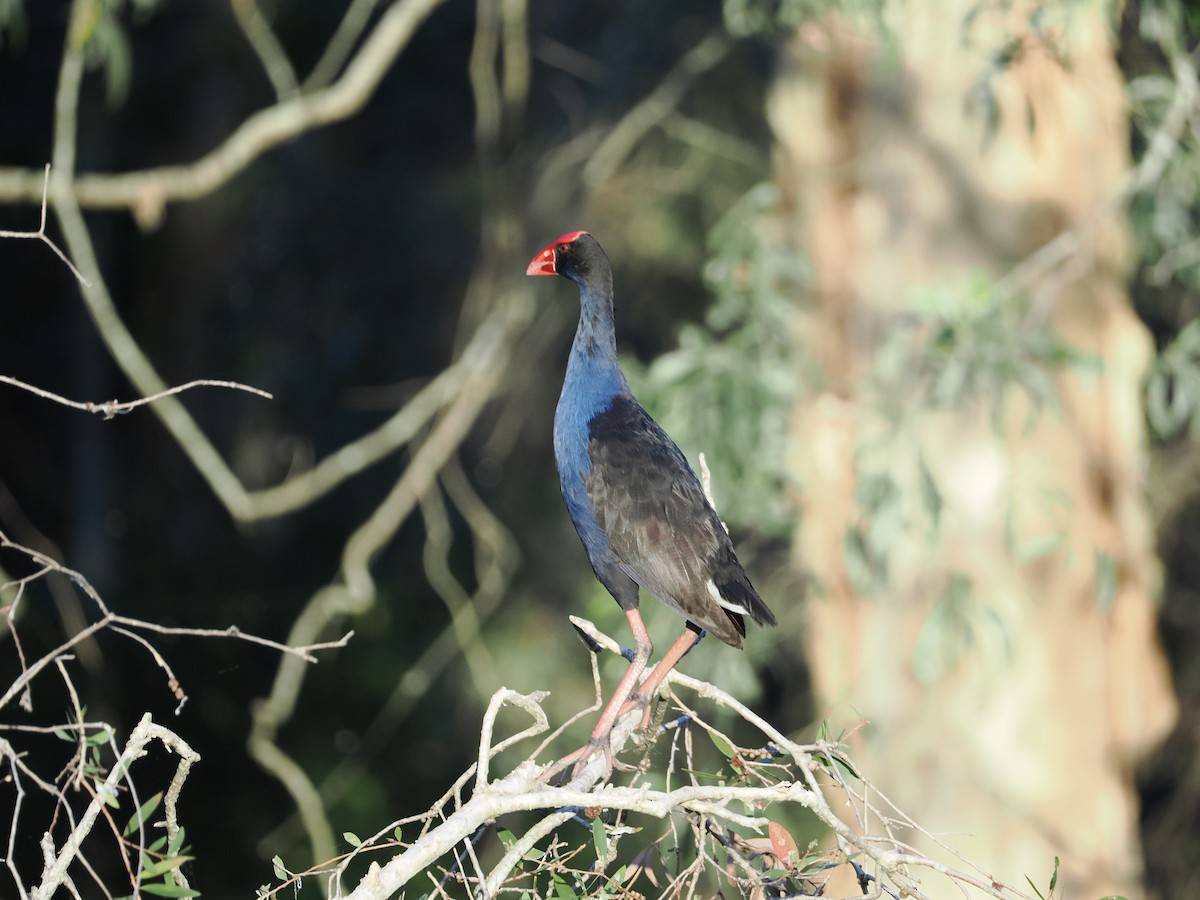 Australpurpurhuhn - ML647318453