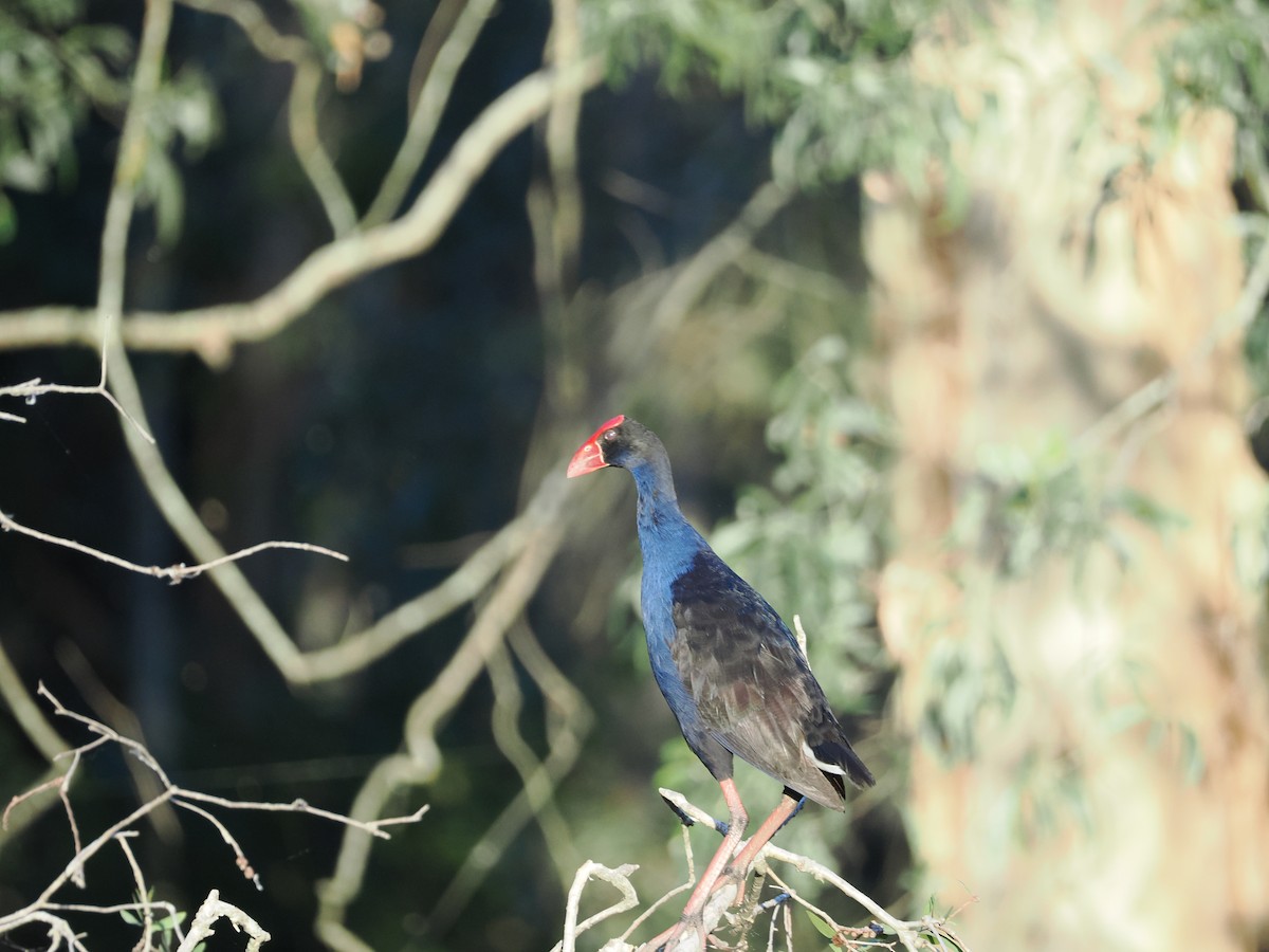 Australpurpurhuhn - ML647318454