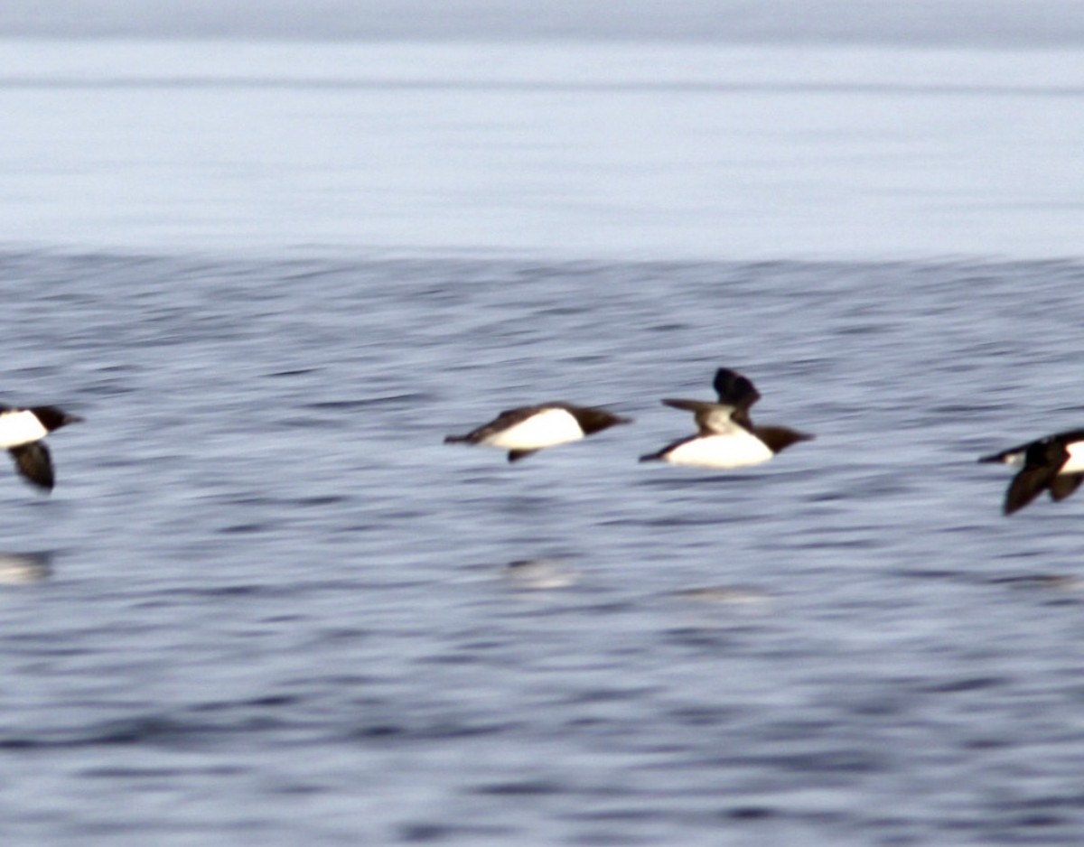 Trottellumme - ML647318463