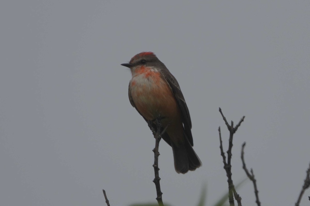 Vermilion Flycatcher - ML647318469