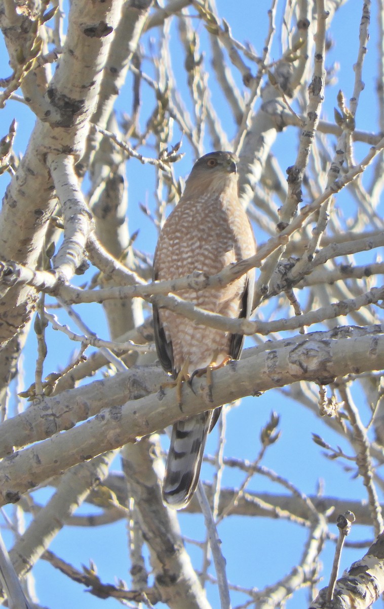 Cooper's Hawk - ML647318475