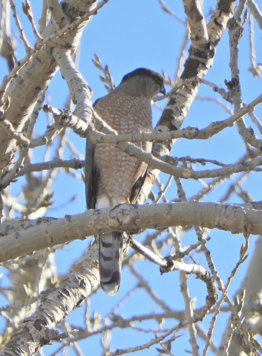 Cooper's Hawk - ML647318476