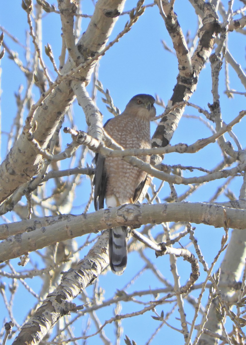 Cooper's Hawk - ML647318477