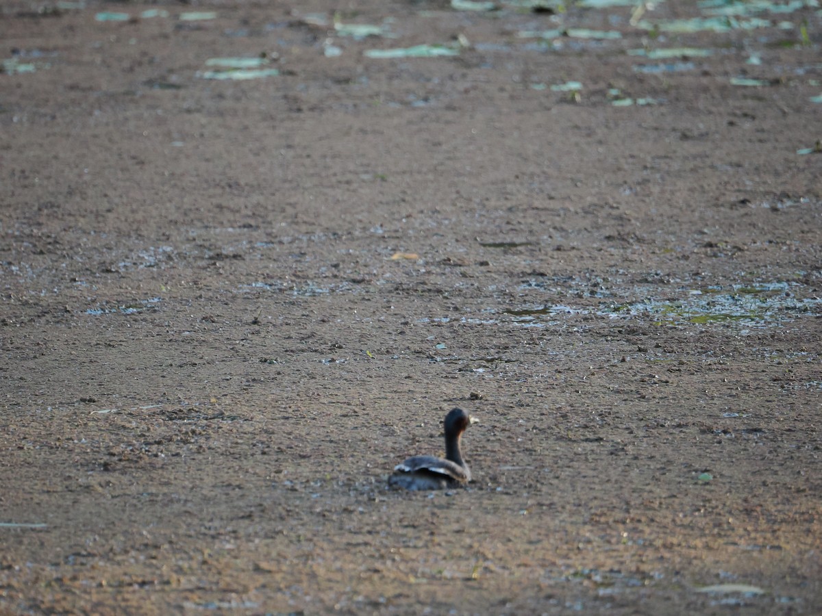 Australzwergtaucher - ML647318480