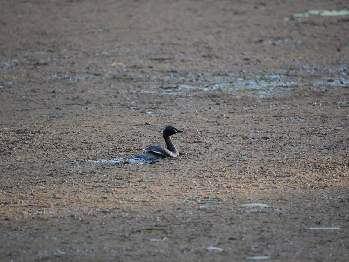 Australzwergtaucher - ML647318481