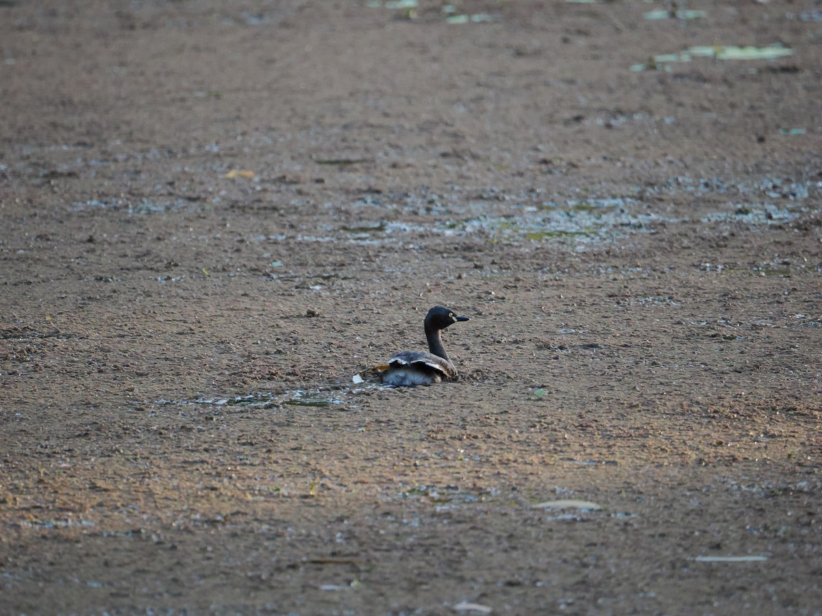 Australzwergtaucher - ML647318482