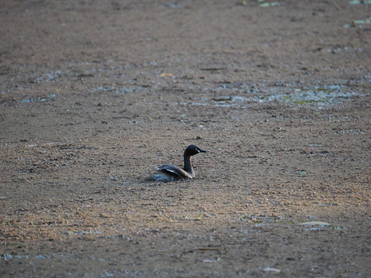 Australzwergtaucher - ML647318483