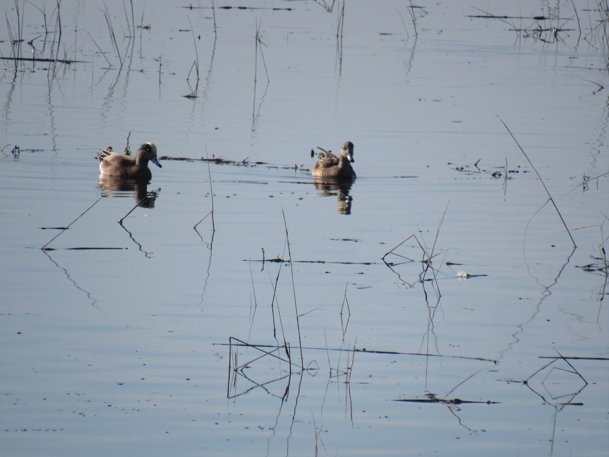 American Wigeon - ML647318484