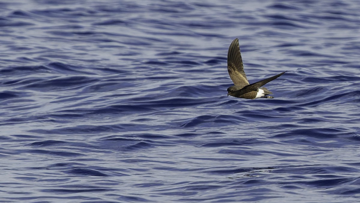 יסעורון וילסון - ML647318488