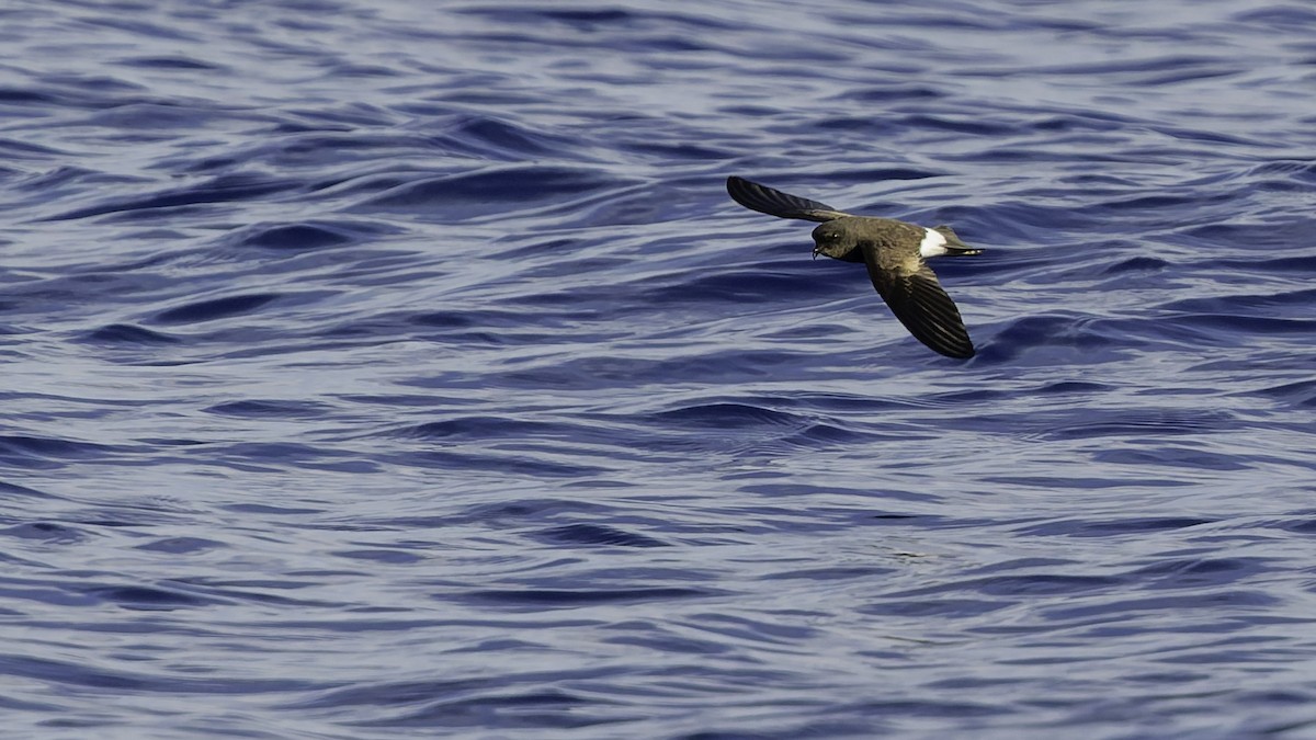 יסעורון וילסון - ML647318489
