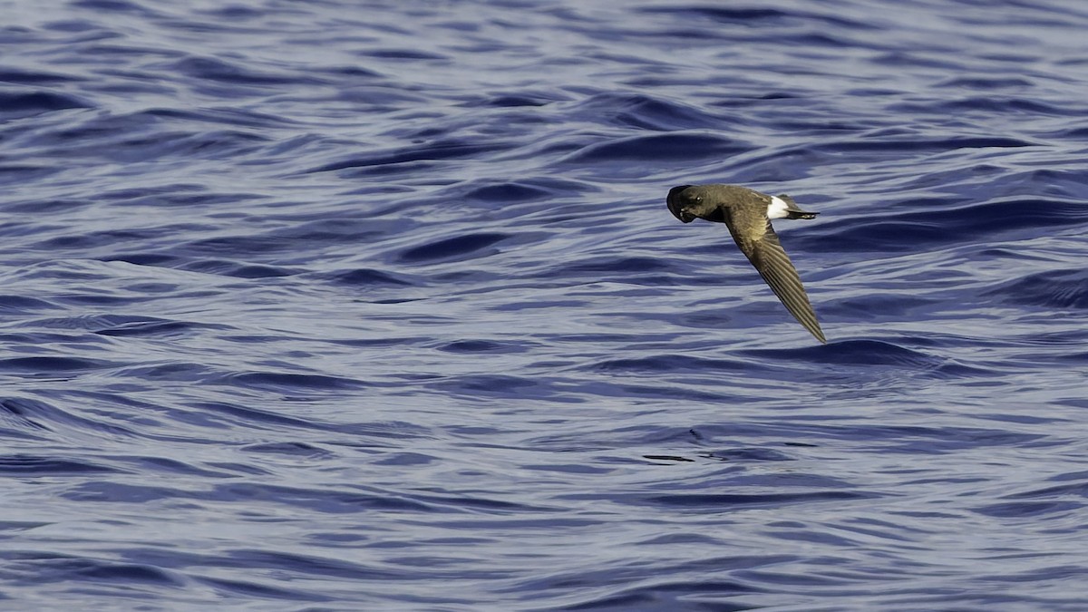 יסעורון וילסון - ML647318490