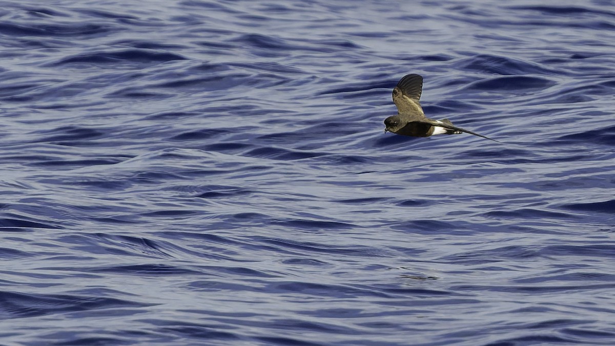 יסעורון וילסון - ML647318491