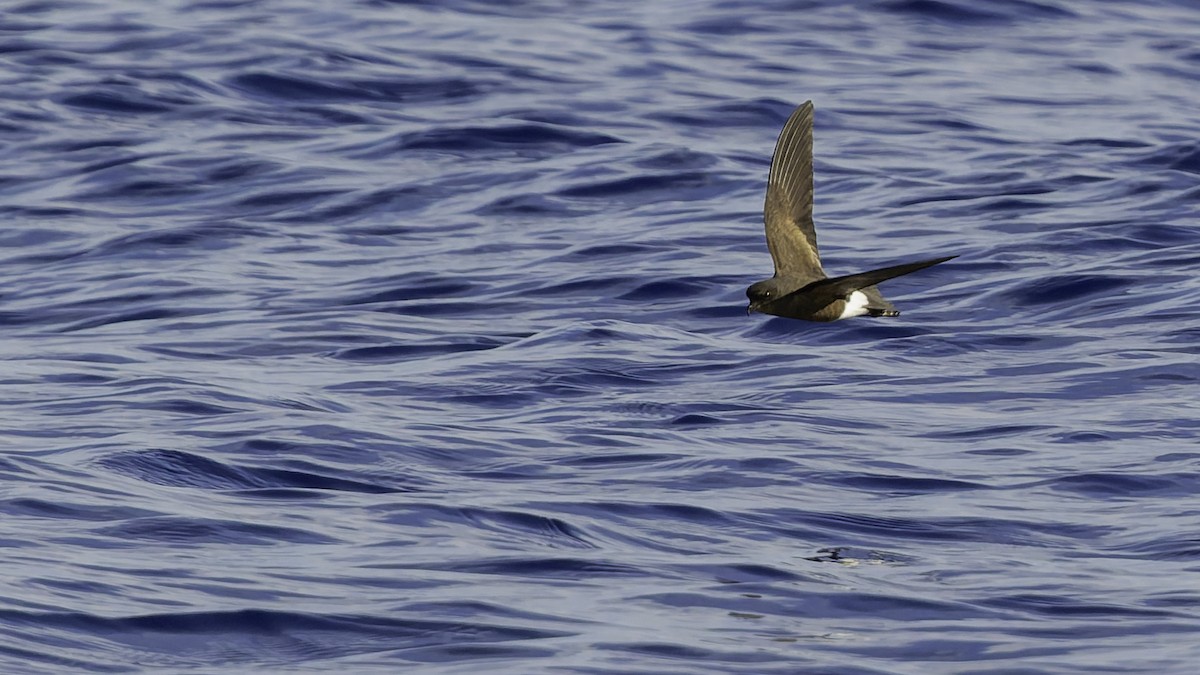 יסעורון וילסון - ML647318492