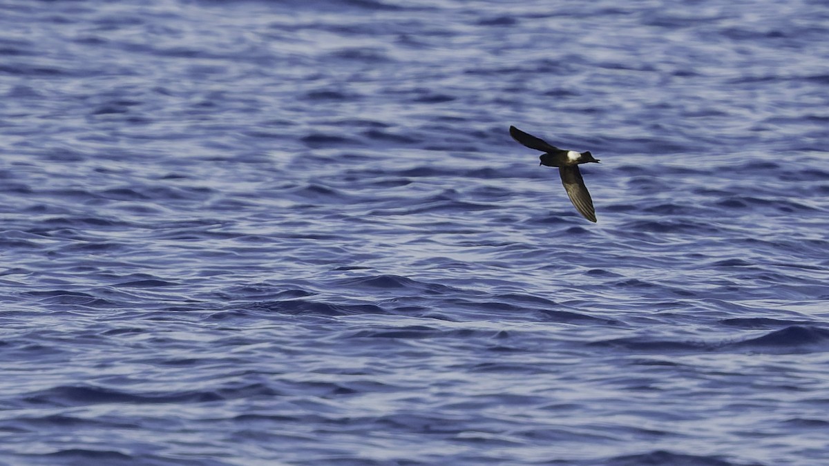 יסעורון וילסון - ML647318493