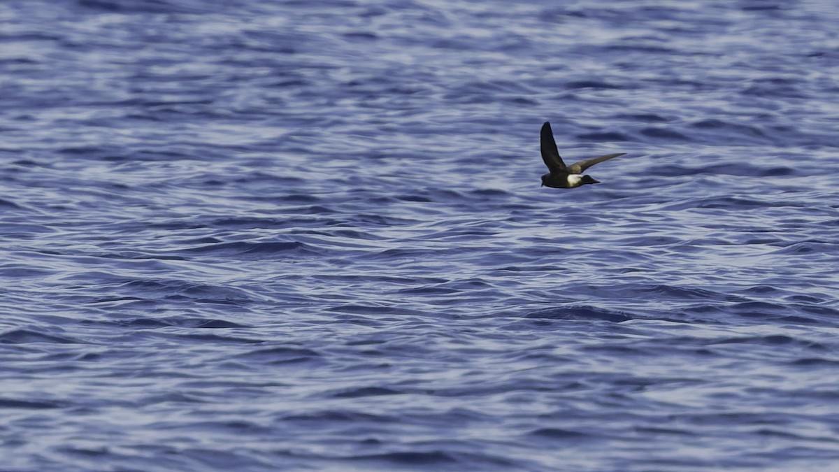 יסעורון וילסון - ML647318494