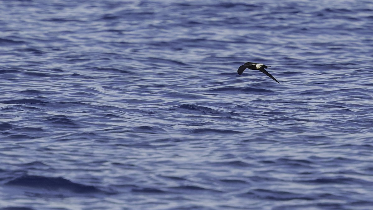 יסעורון וילסון - ML647318495