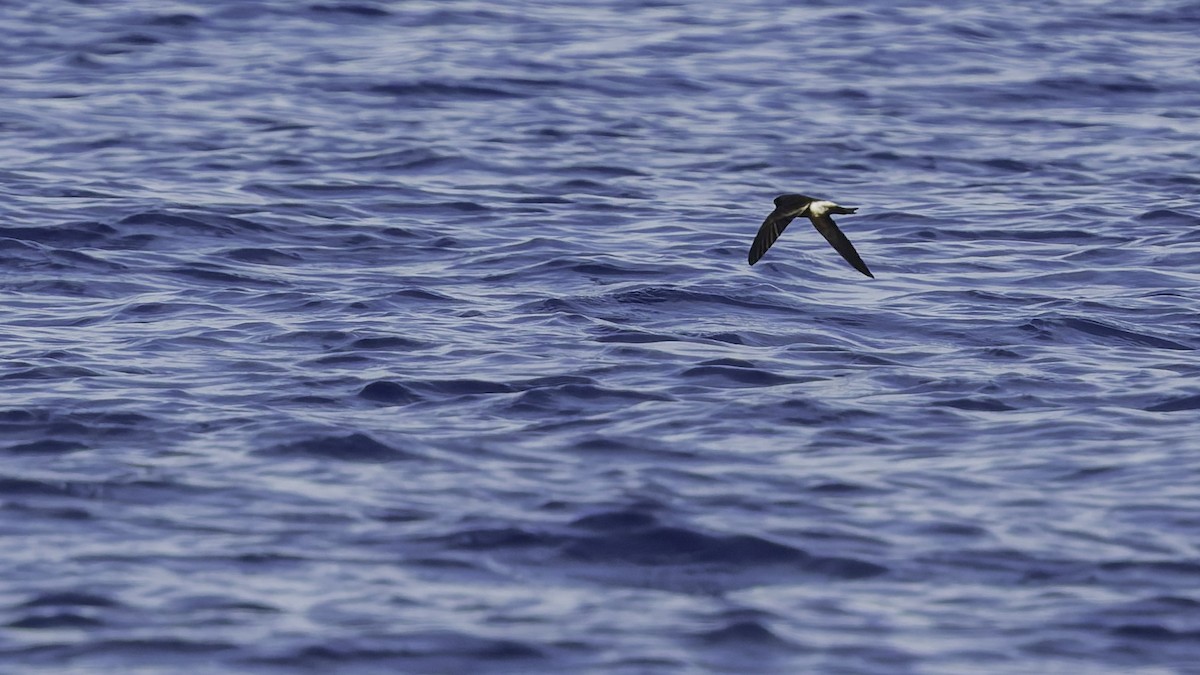 יסעורון וילסון - ML647318496