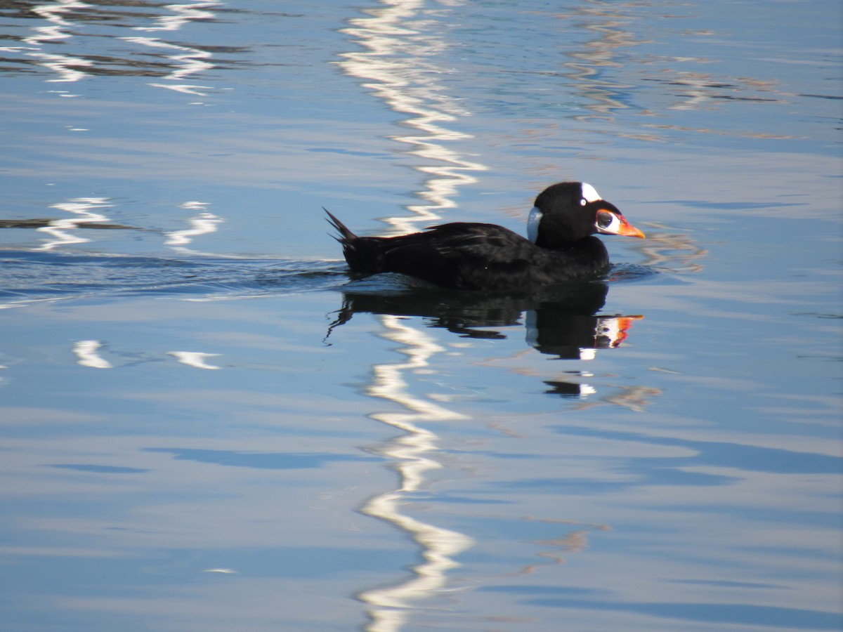 Surf Scoter - ML647318505