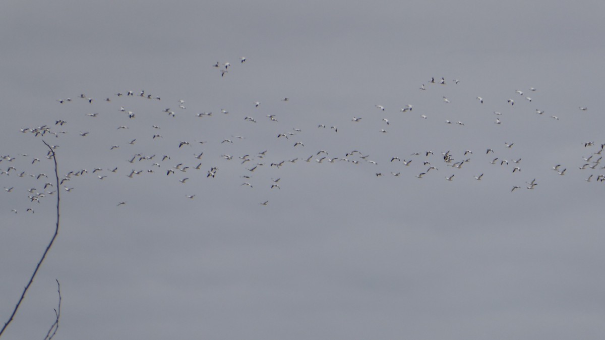 husa sněžní - ML647318506