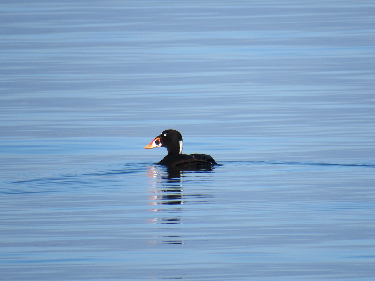 Surf Scoter - ML647318507