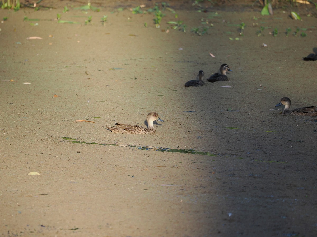 Australente - ML647318517