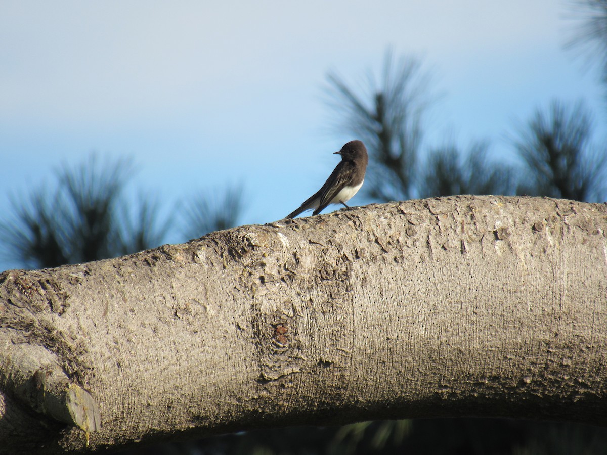Black Phoebe - ML647318530