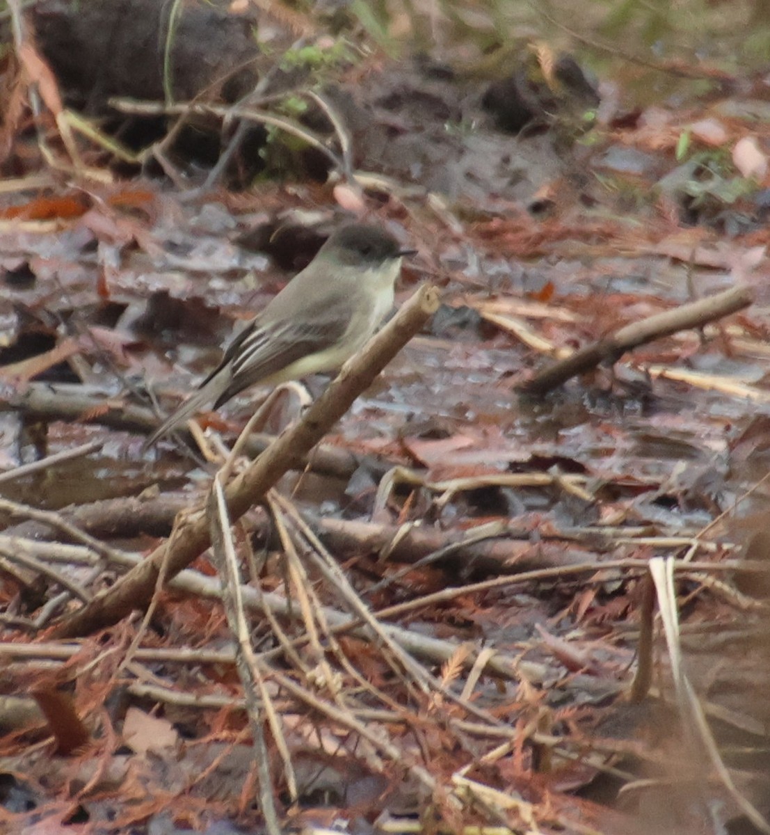 Eastern Phoebe - ML647318531