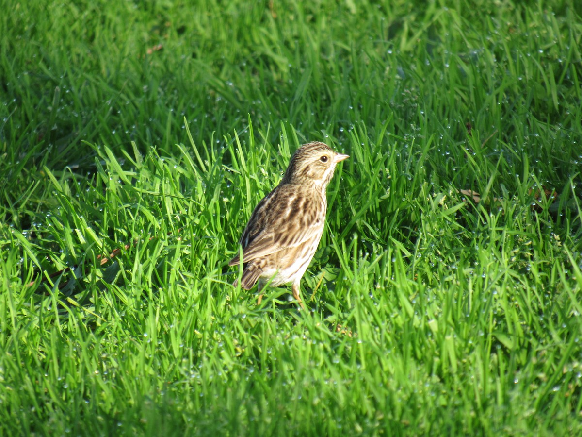 Savannah Sparrow - ML647318536
