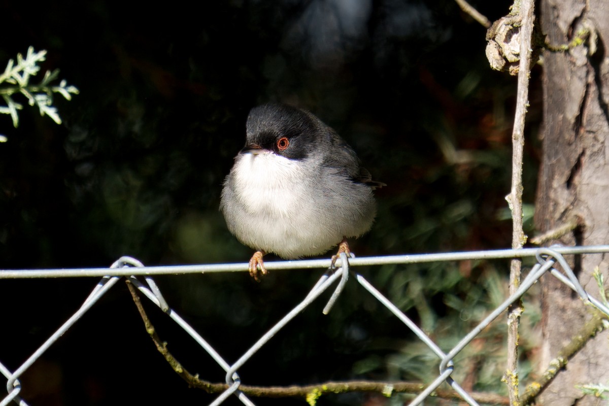 Samtkopf-Grasmücke - ML647318544