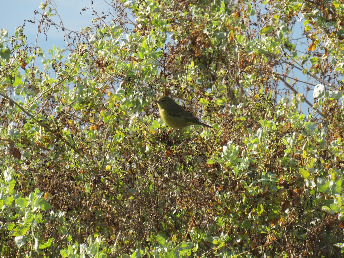 Orange-crowned Warbler - ML647318547