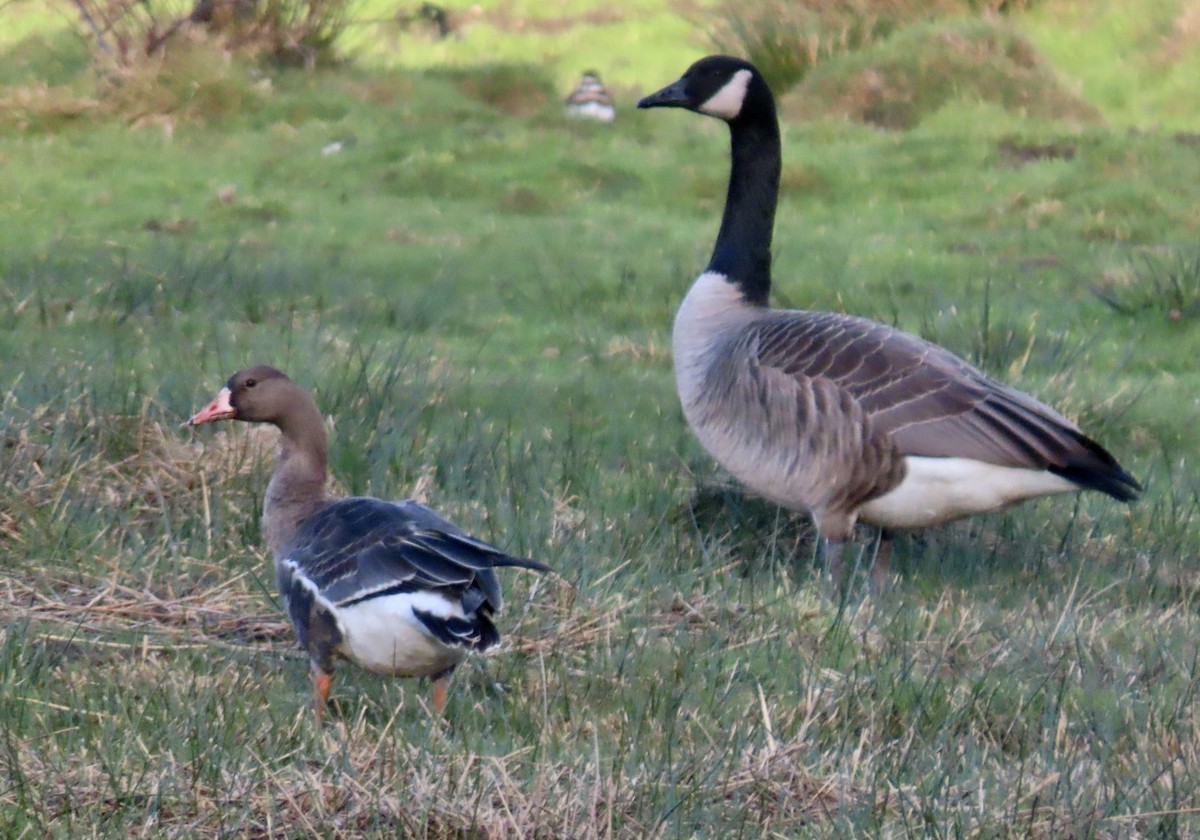 Greater White-fronted Goose - ML647318549