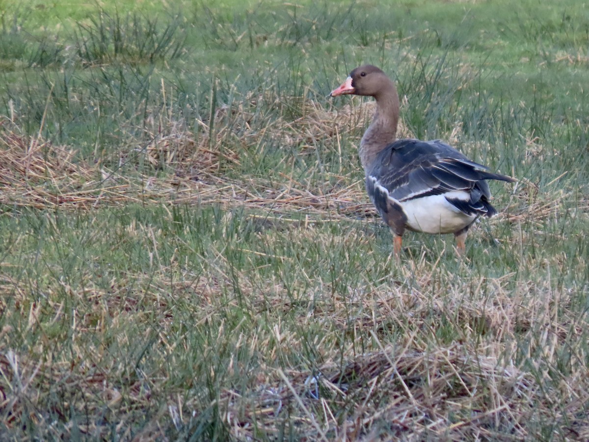 Greater White-fronted Goose - ML647318550