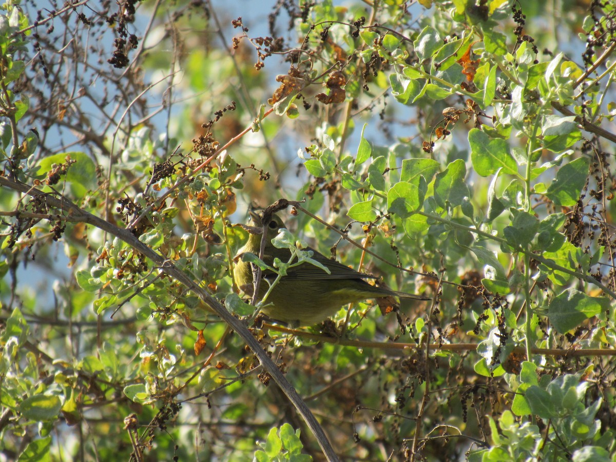 Orange-crowned Warbler - ML647318553