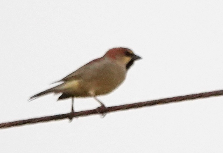 セアカスズメ - ML647318561