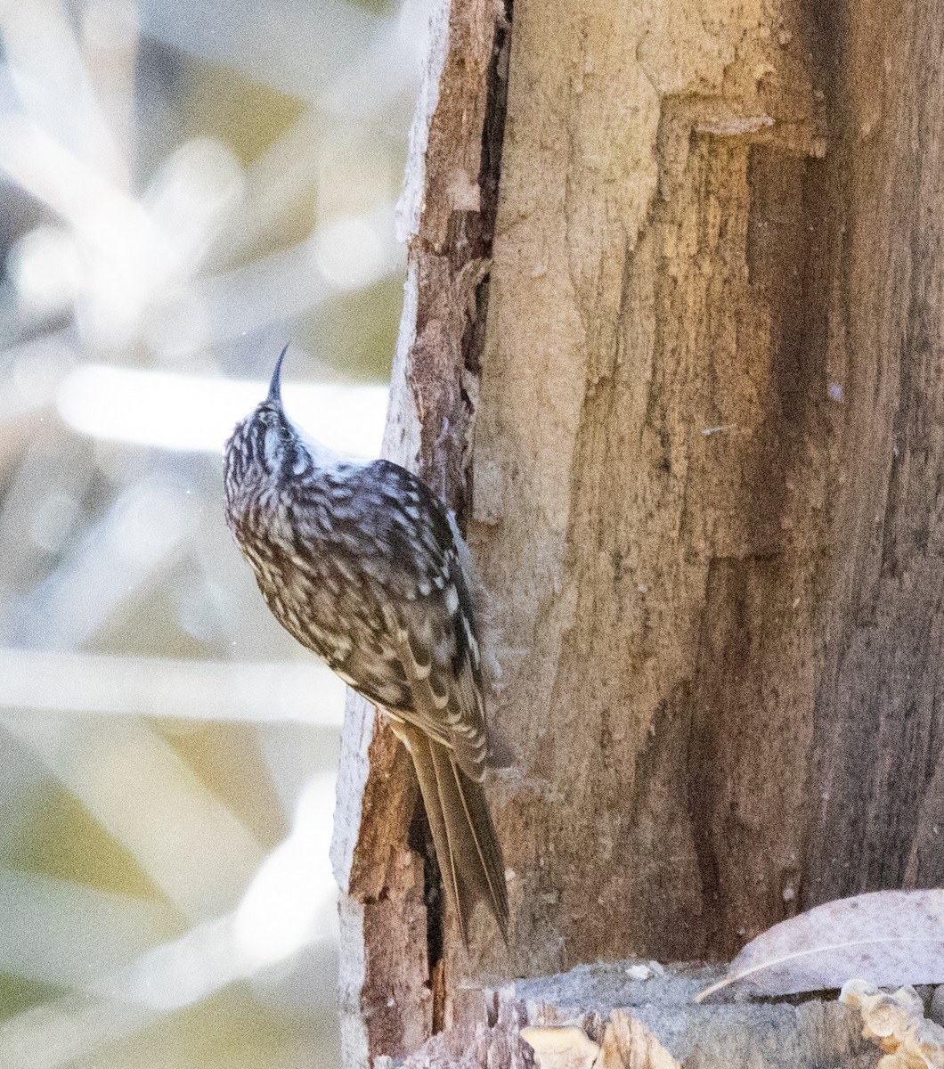 Brown Creeper - ML647318567