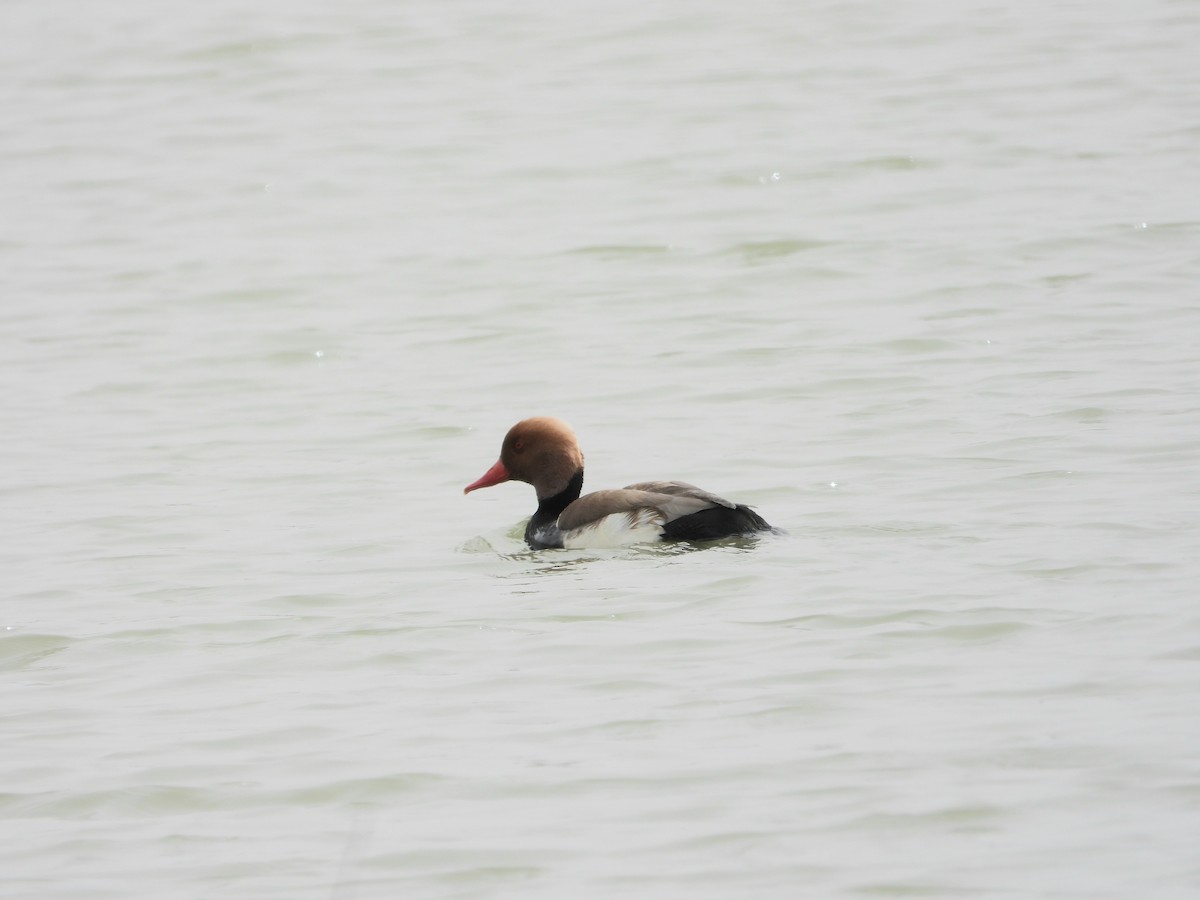 Red-crested Pochard - ML647318570