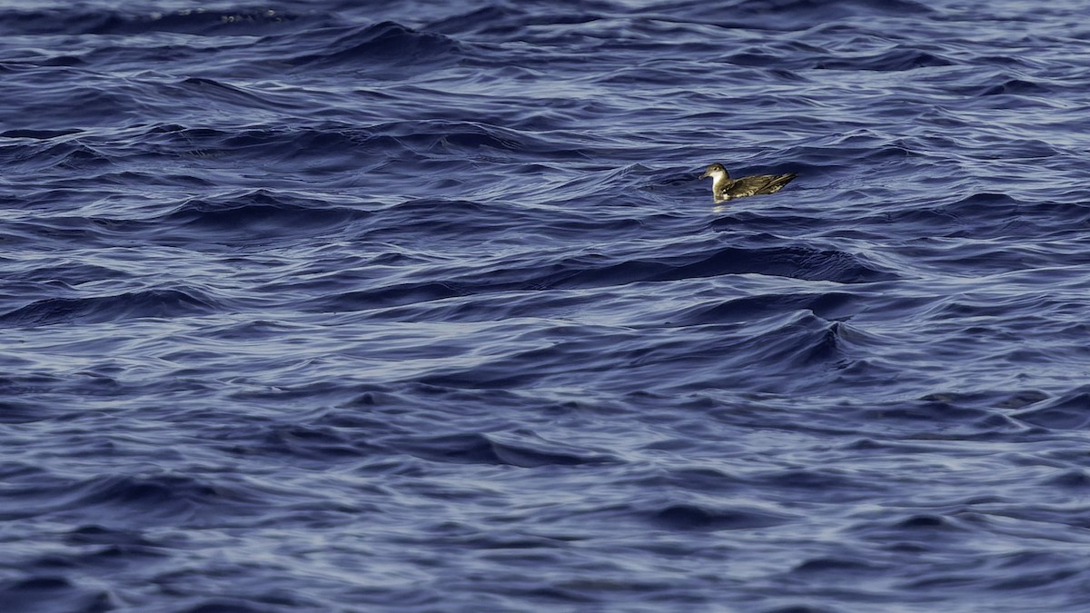 יסעור גמדי - ML647318573