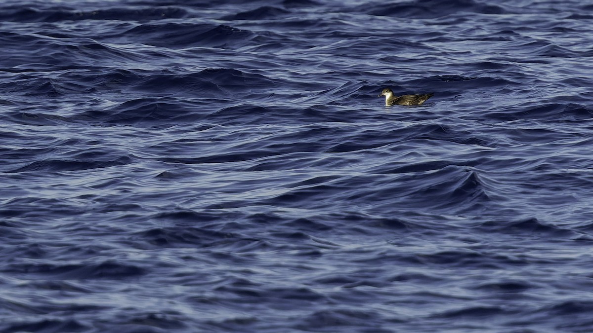 יסעור גמדי - ML647318574