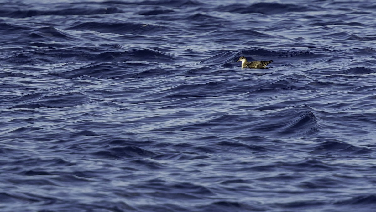 יסעור גמדי - ML647318575